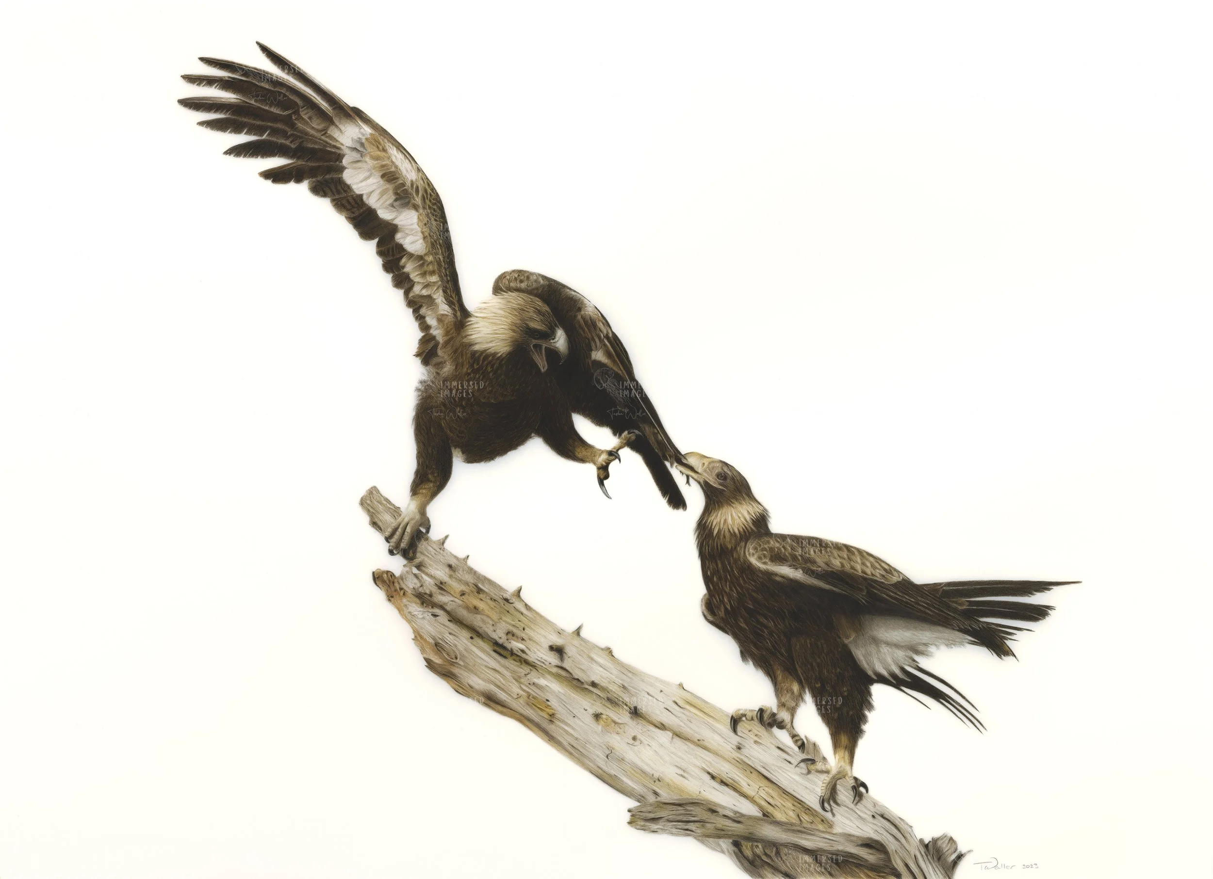 Sibling Rivalry - Framed Original