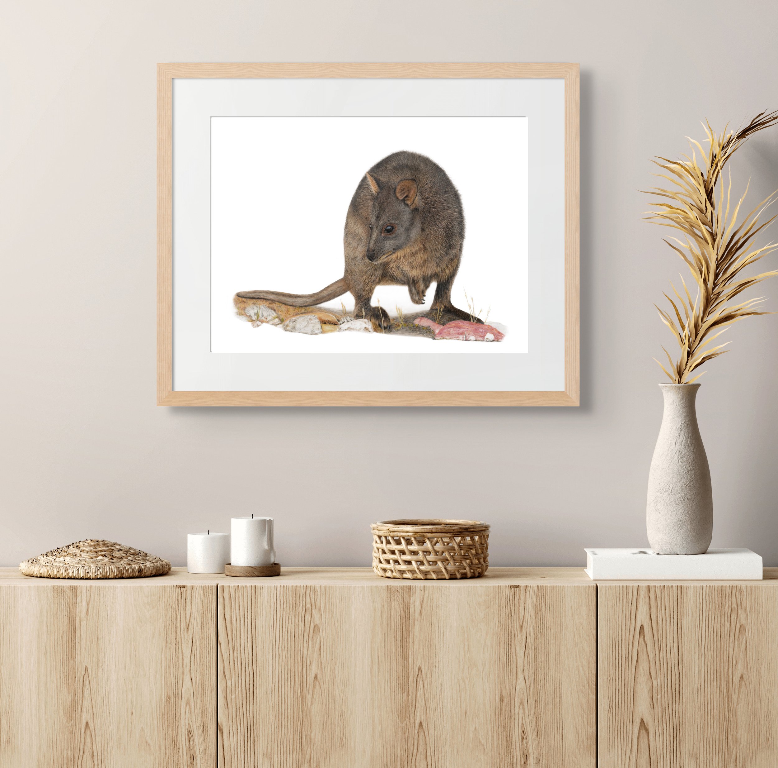 pademelon 2.jpg