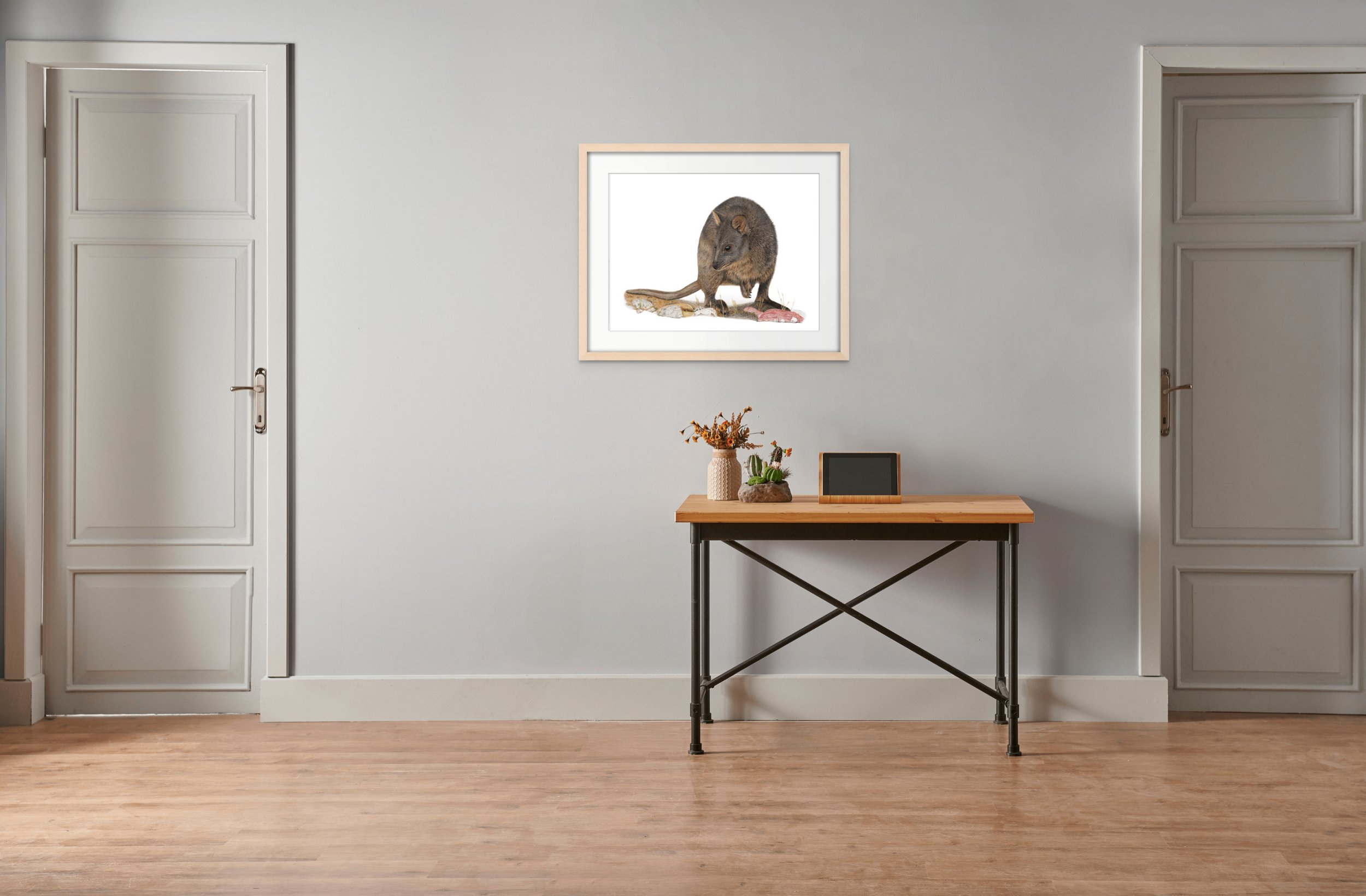 Pademelon_Waller.jpg