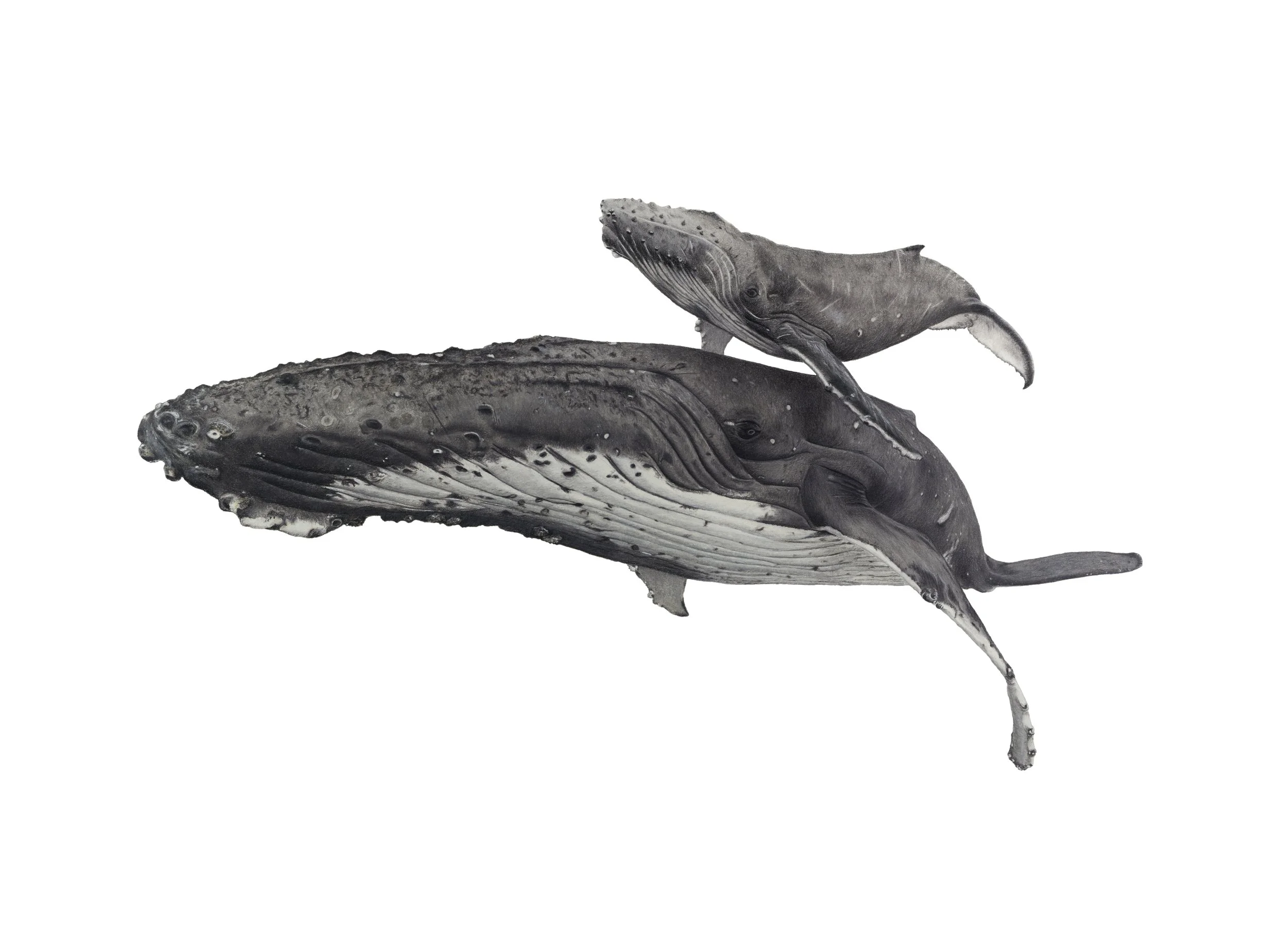 Whales_Waller_White.jpg