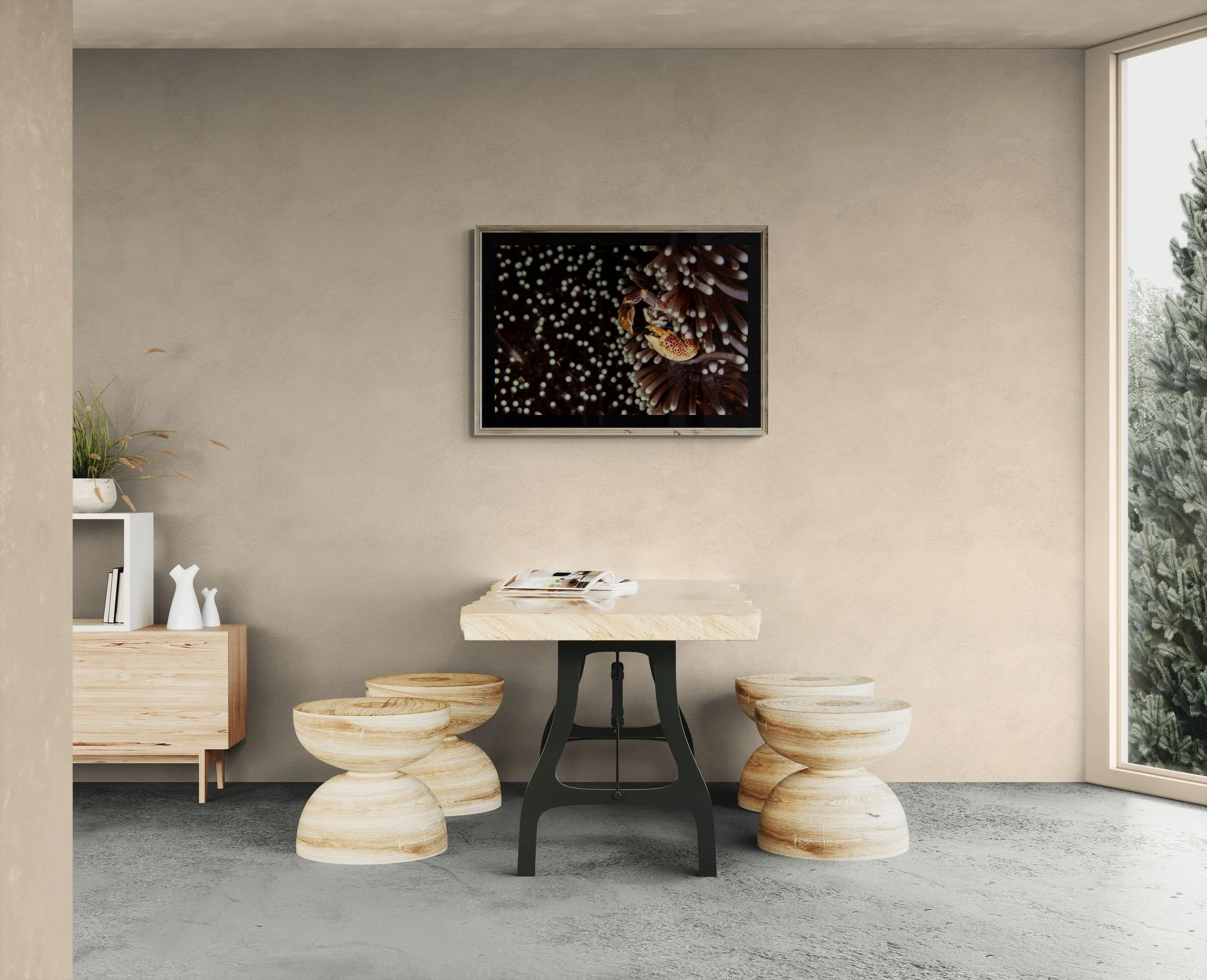 Porcelain Crab2.jpg