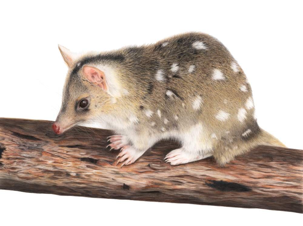 Quoll_Compressed.jpg