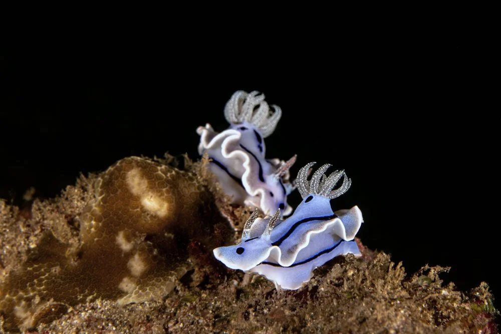 Nudibranch Pair 2.jpg