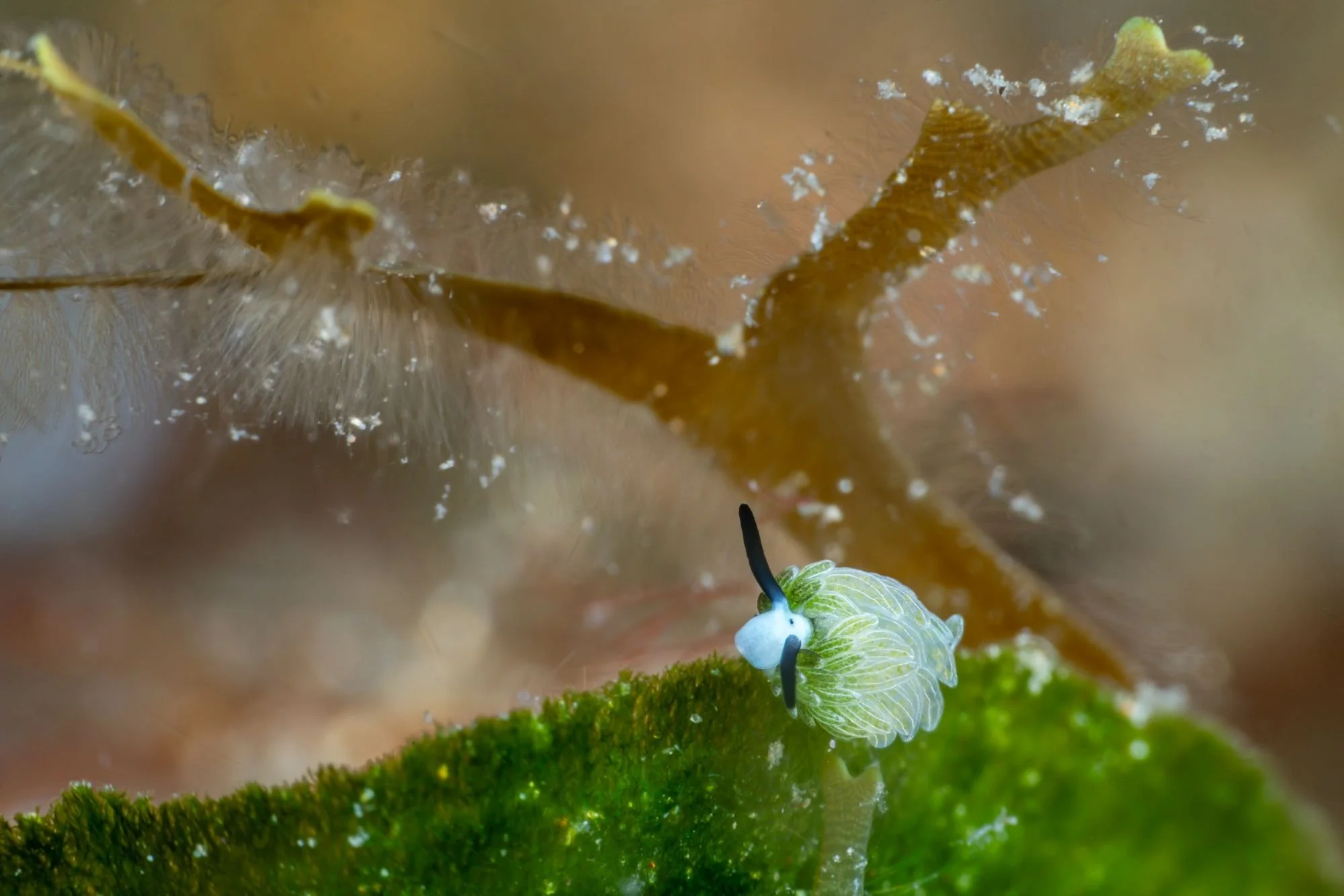 T Waller_Nudibranch.jpg