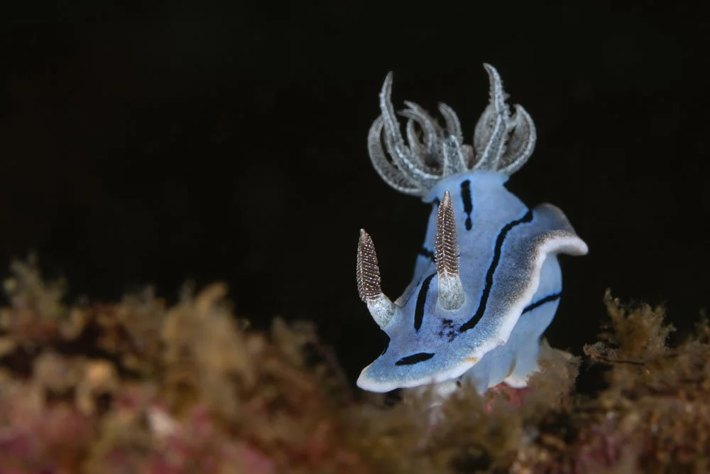 Blue Nudibranch Single.jpg