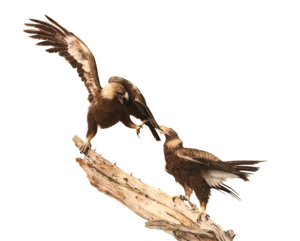 Wedge Tailed Eagles_Compressed.jpg