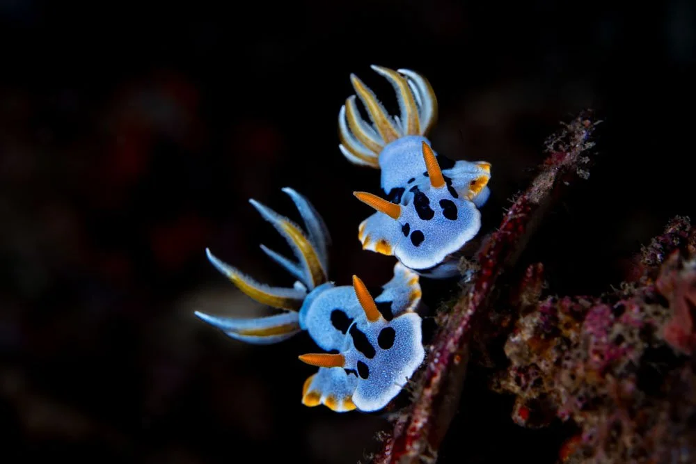 Nudibranch Pair.jpg