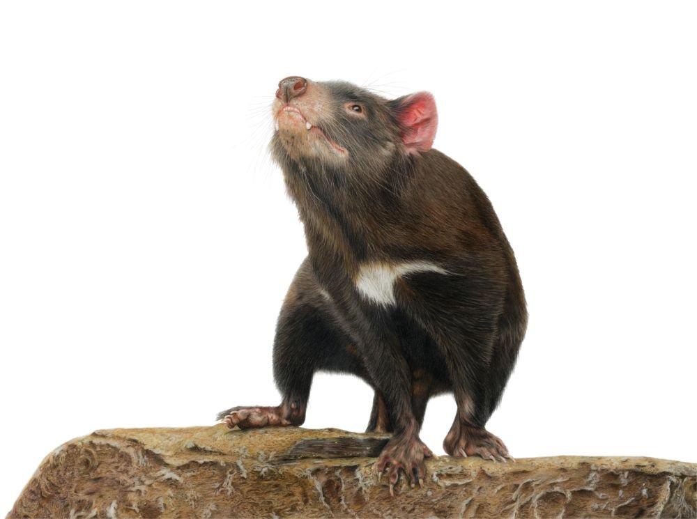 Tassie Devil_Compressed.jpg