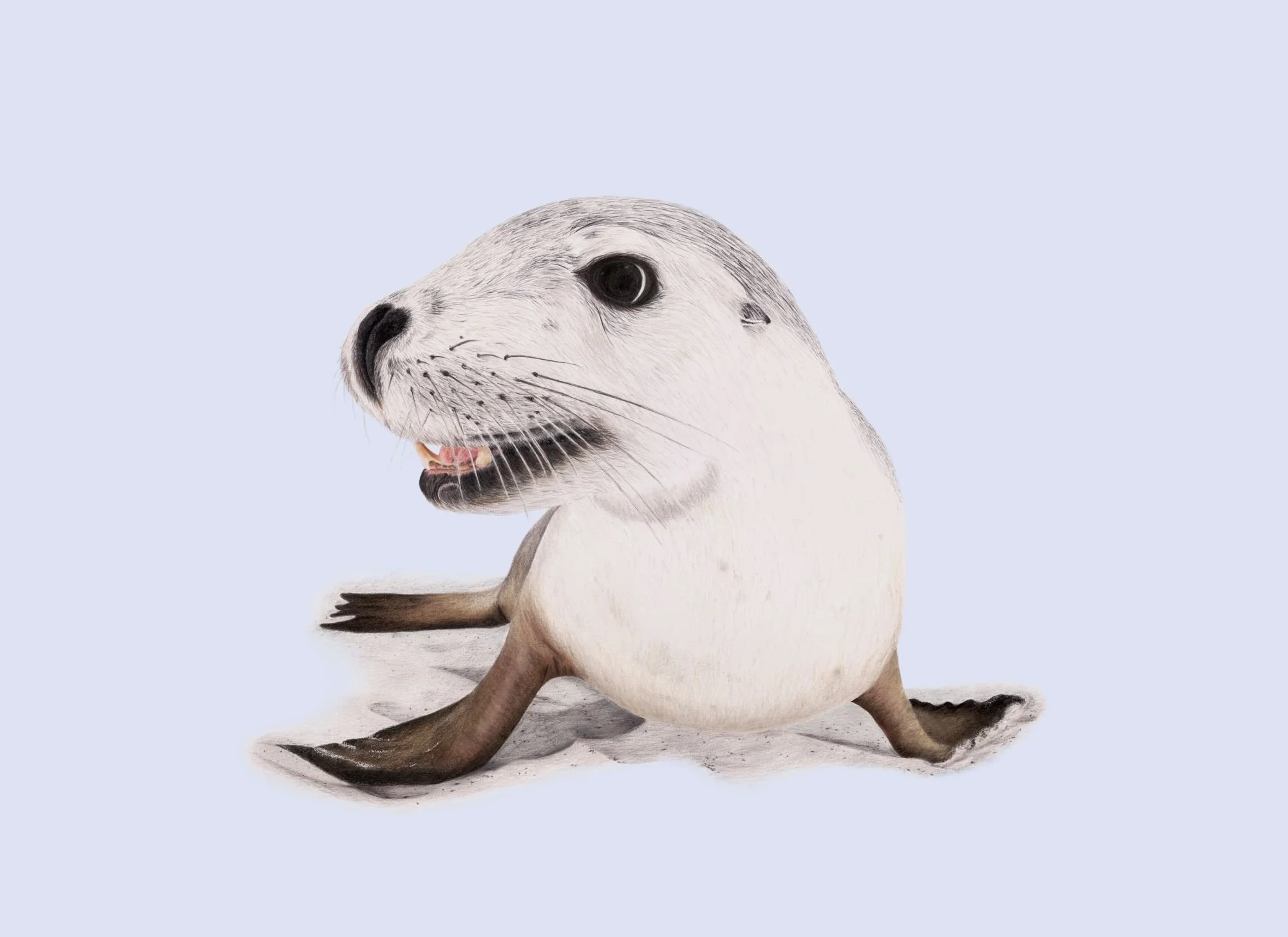 Sea Lion_Cotton Rag_Waller compressed.jpg