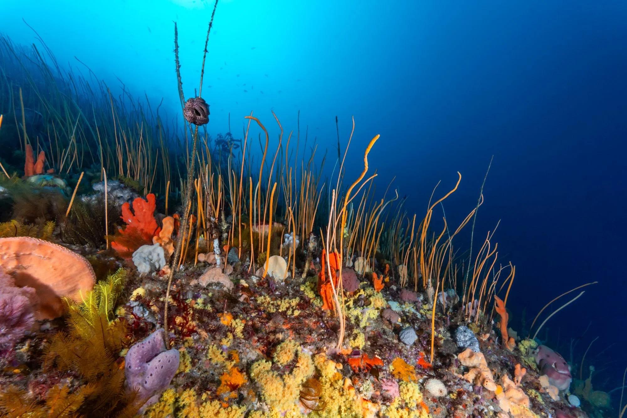 T Waller_Cold Water.jpg