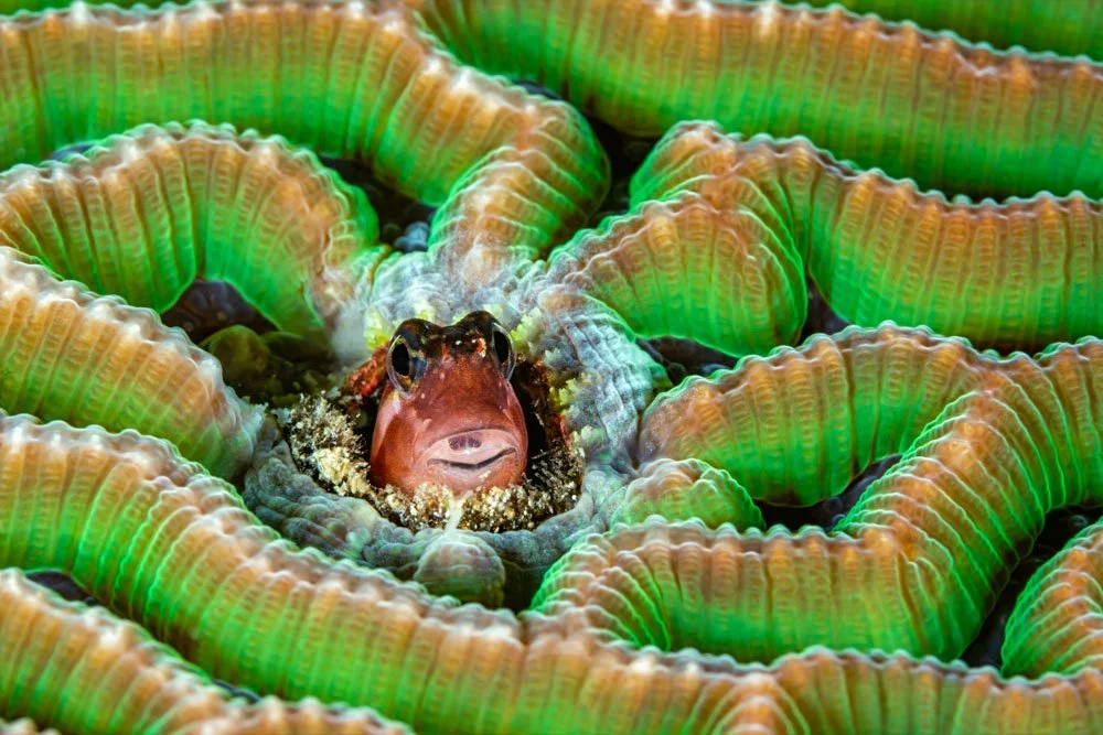 Blenny in Coral.jpg