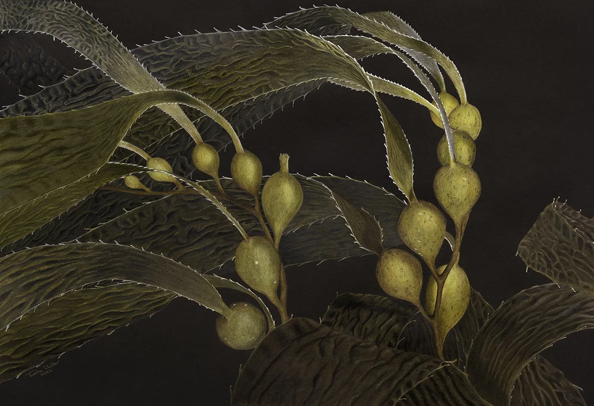 Giant Kelp Original Compressed.jpg