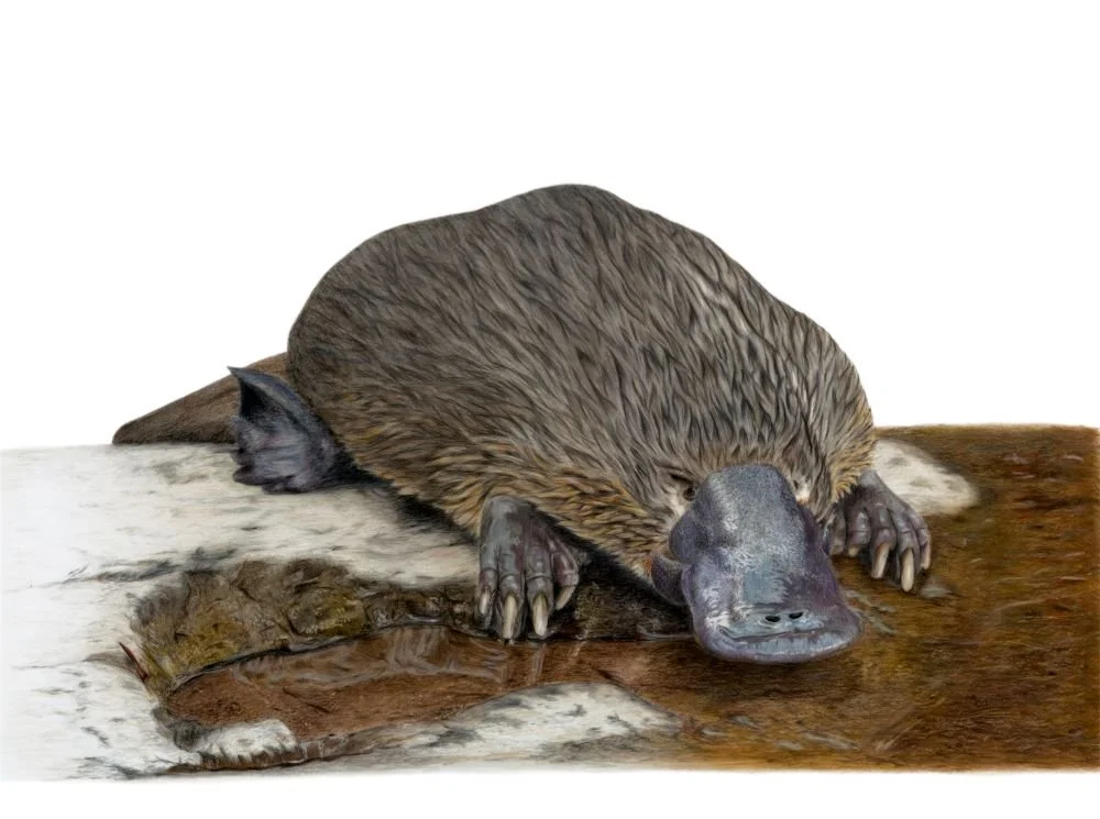 Platypus_Compressed.jpg