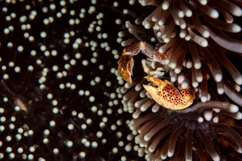 Spotted Porcelain Crab Brown Anemone.jpg