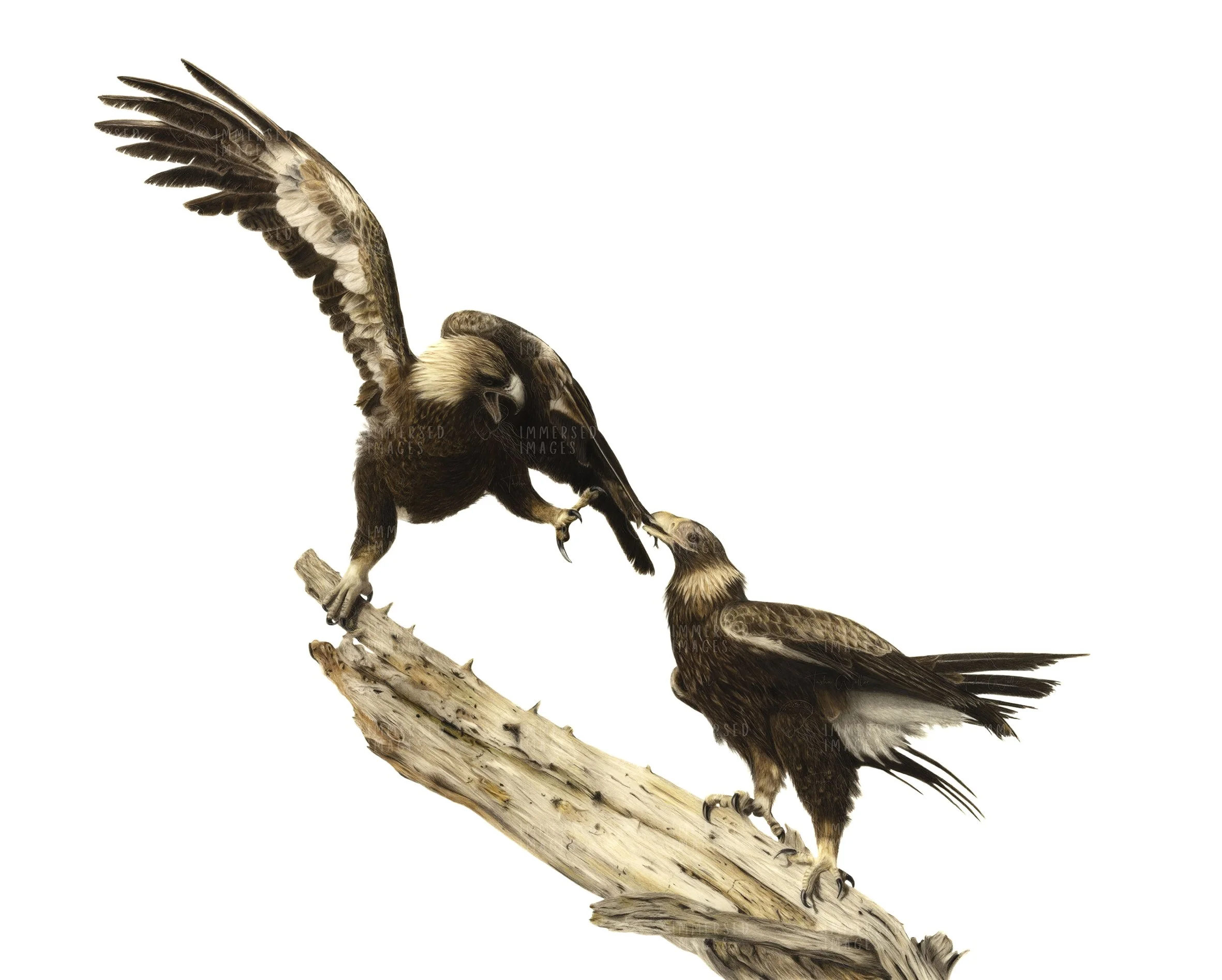 Wedge Tailed Eagles_Watermarked.jpg