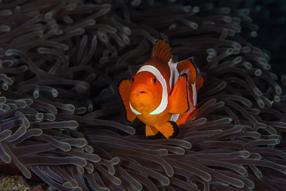 Nemo.jpg
