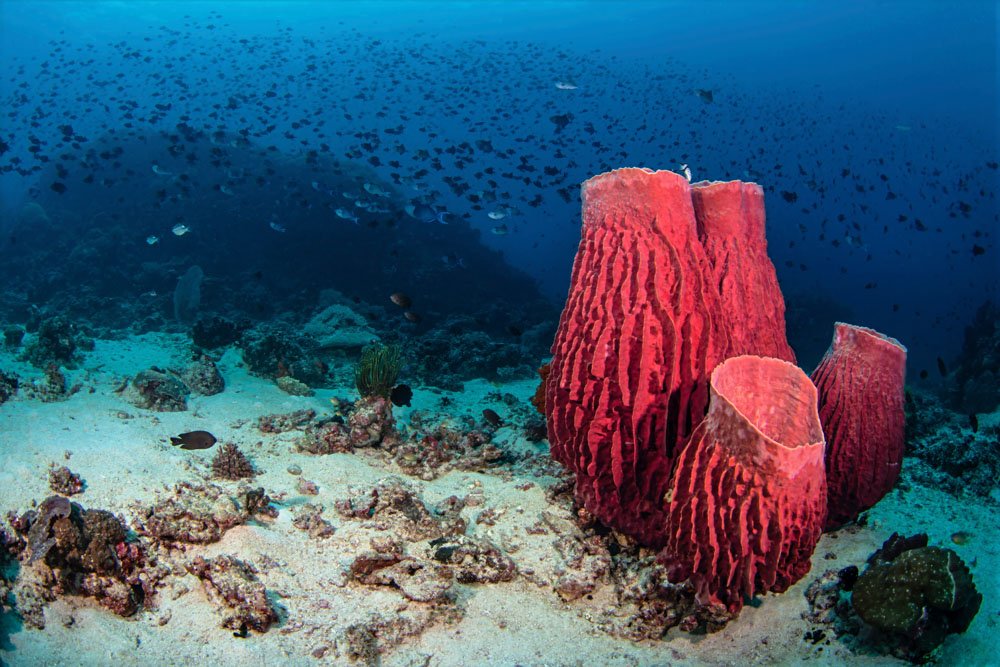 Barrel Sponges.jpg