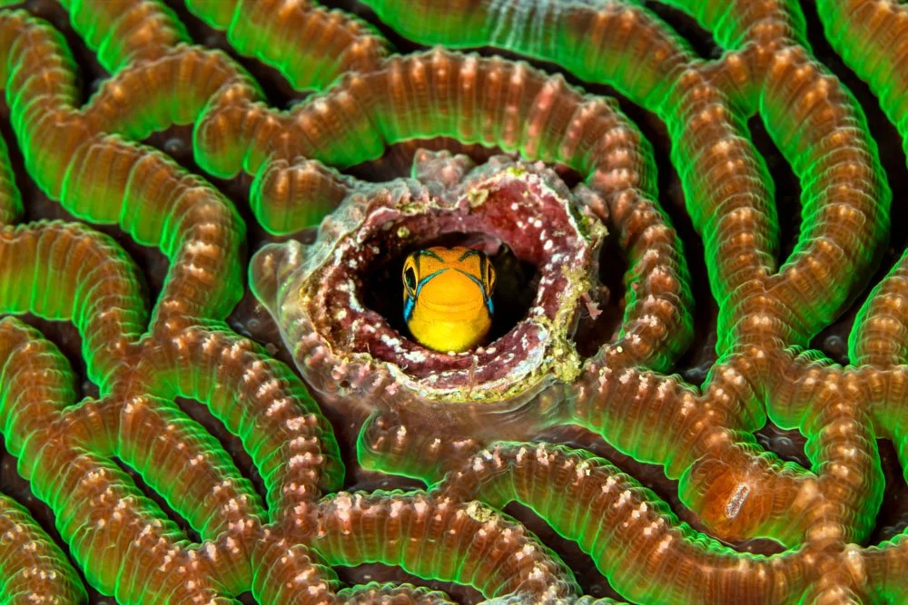 Goby in Brain Coral.jpg
