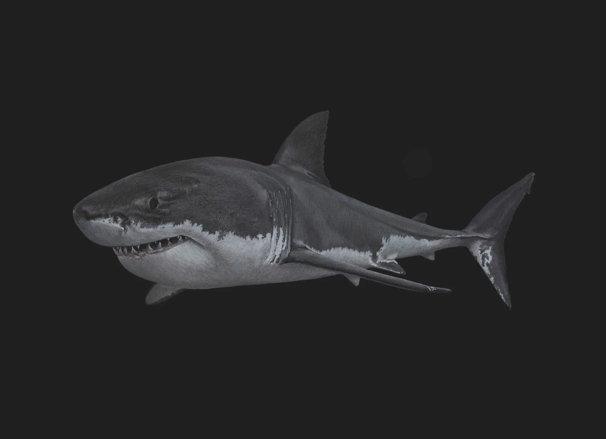 Shark_Waller compressed.jpg