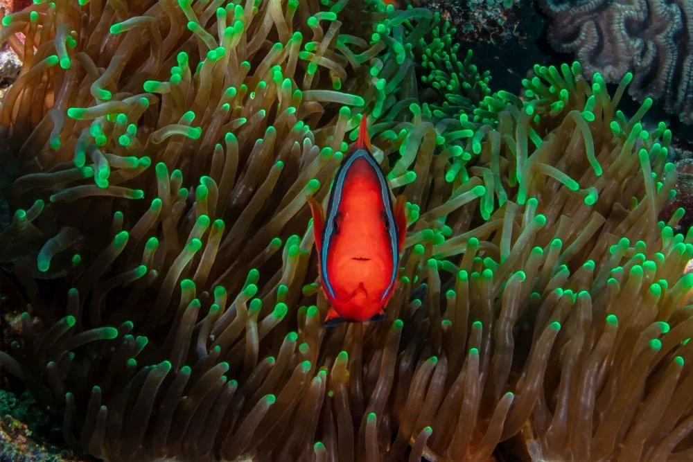 Anemone Fish.jpg