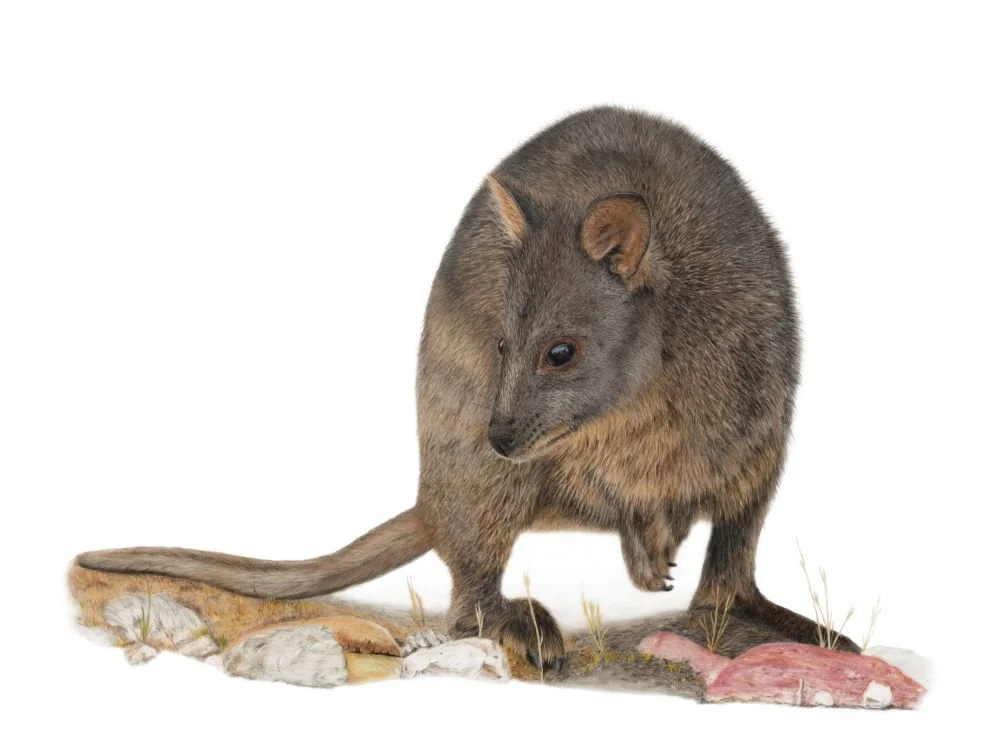 Pademelon_Compressed.jpg