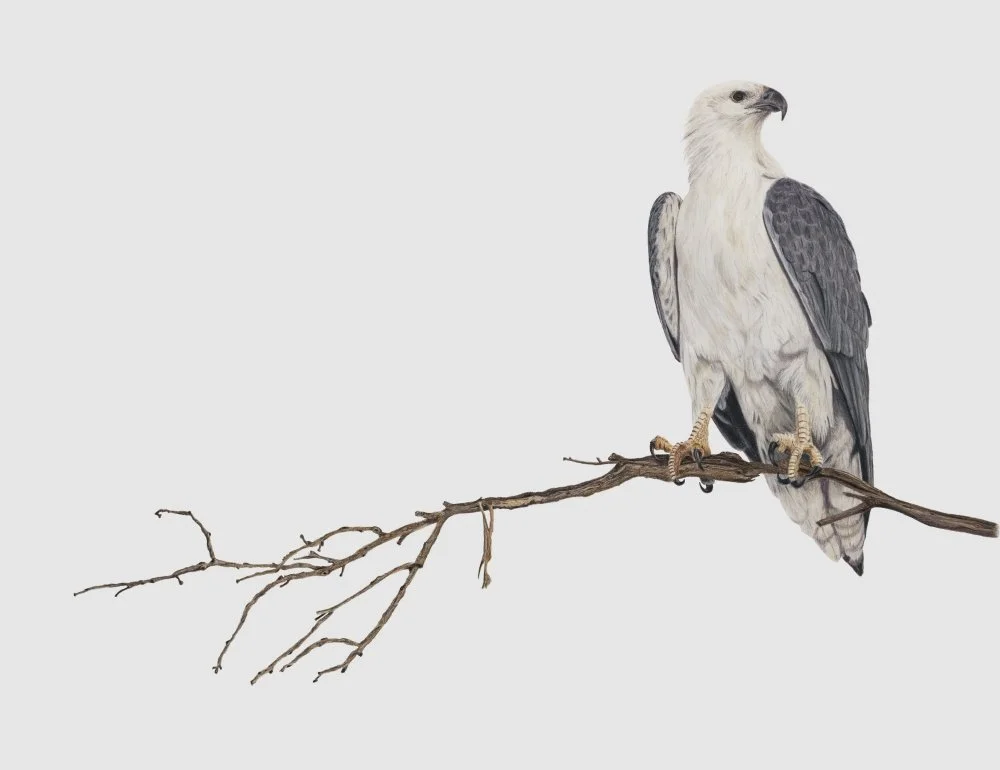 Sea Eagle_Compressed.jpg