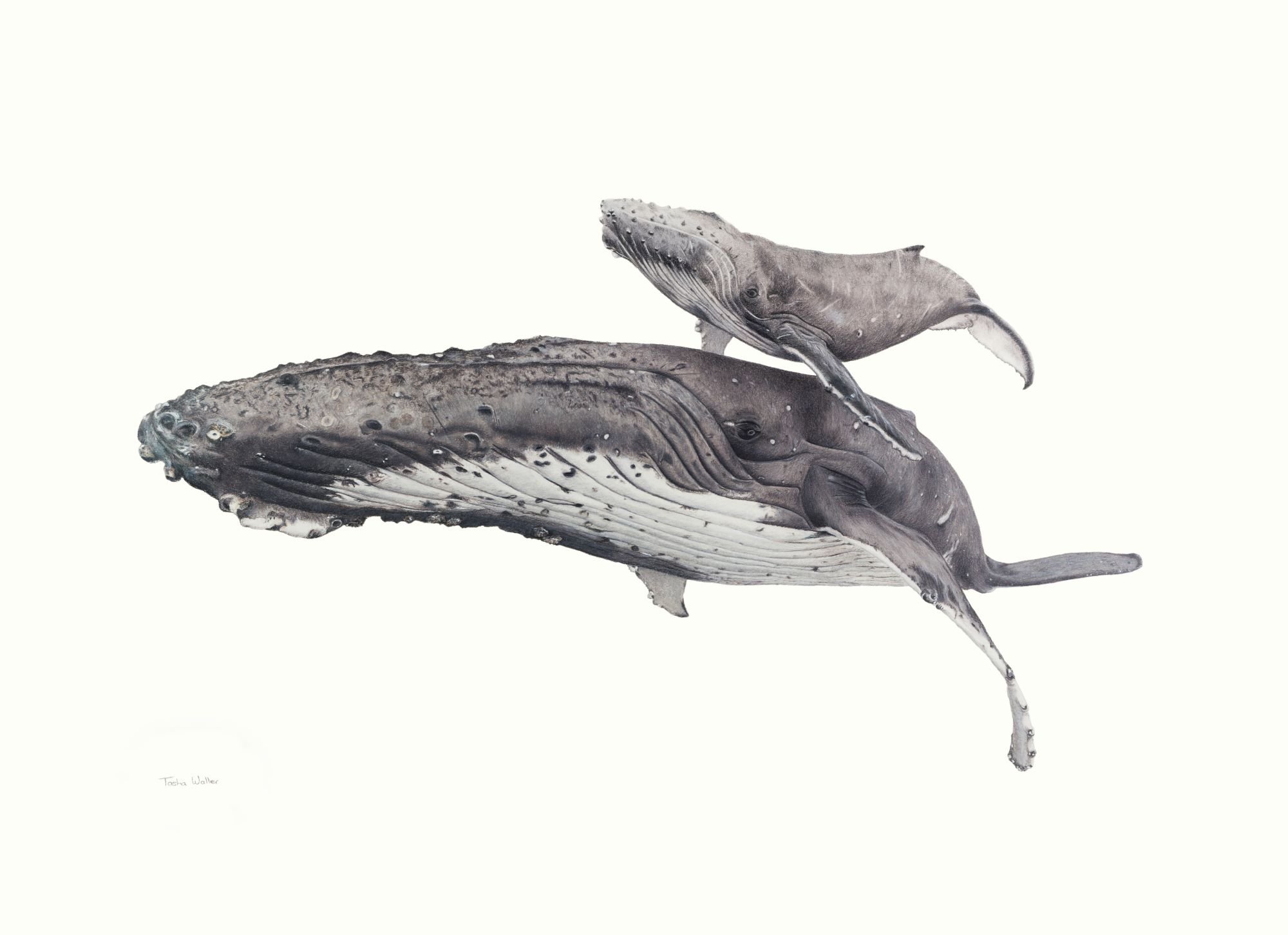 Whalesoriginal.jpg