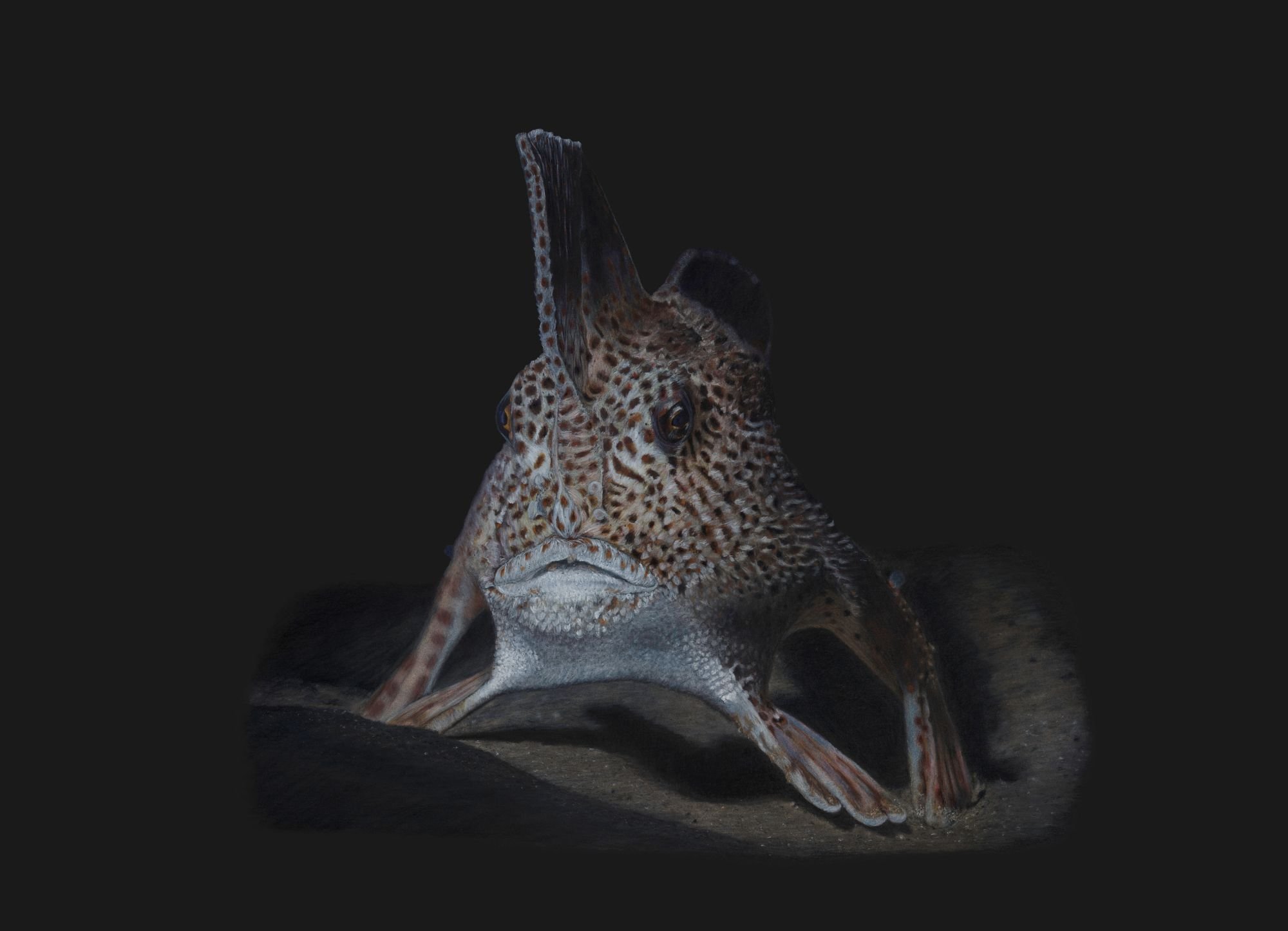 Spotted Handfish compressed.jpg