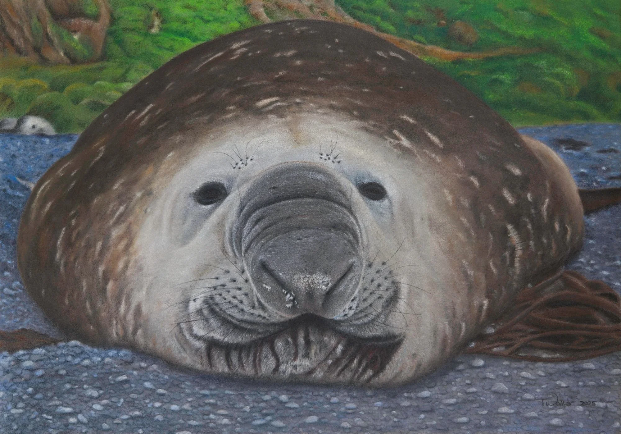 Elephant Seal compressed.jpg