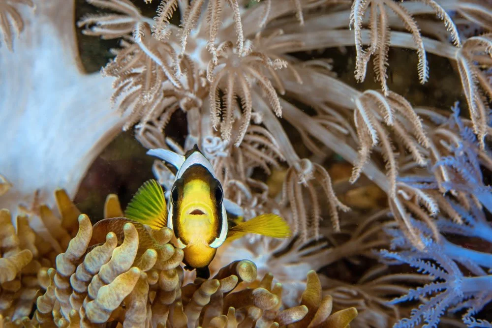 Anemone Fish Brown Anemone.jpg