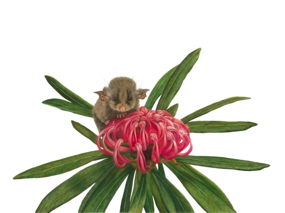 Pygmy Possum_Compressed.jpg