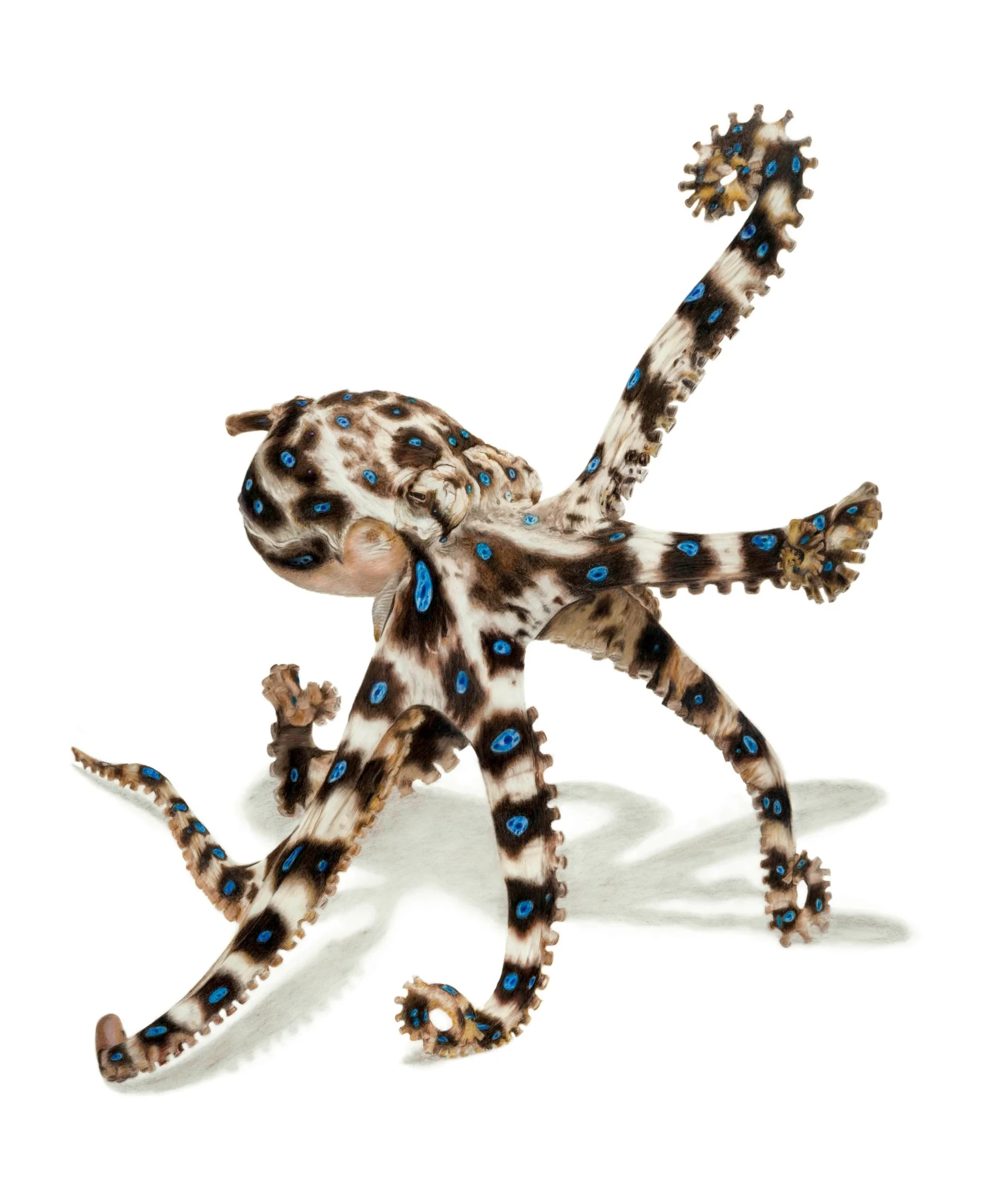 Blue-ringed Octopus compressed.jpg