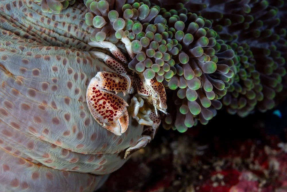 Spotted Porcelain Crab.jpg