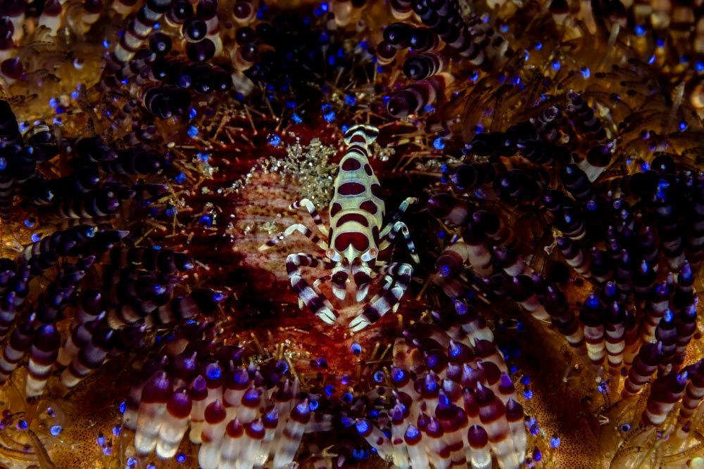 Tiger Shrimp.jpg