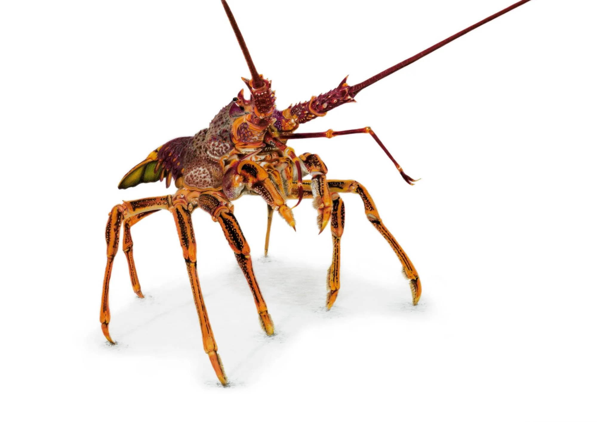 Crayfish_Compressed.jpg