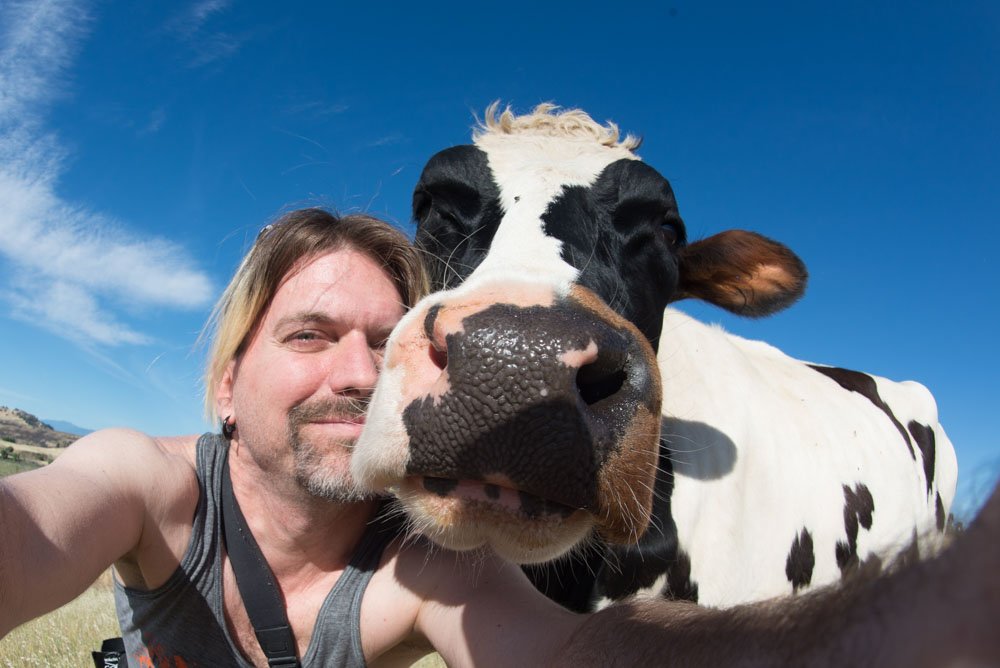 Derek Goodwin with a cow