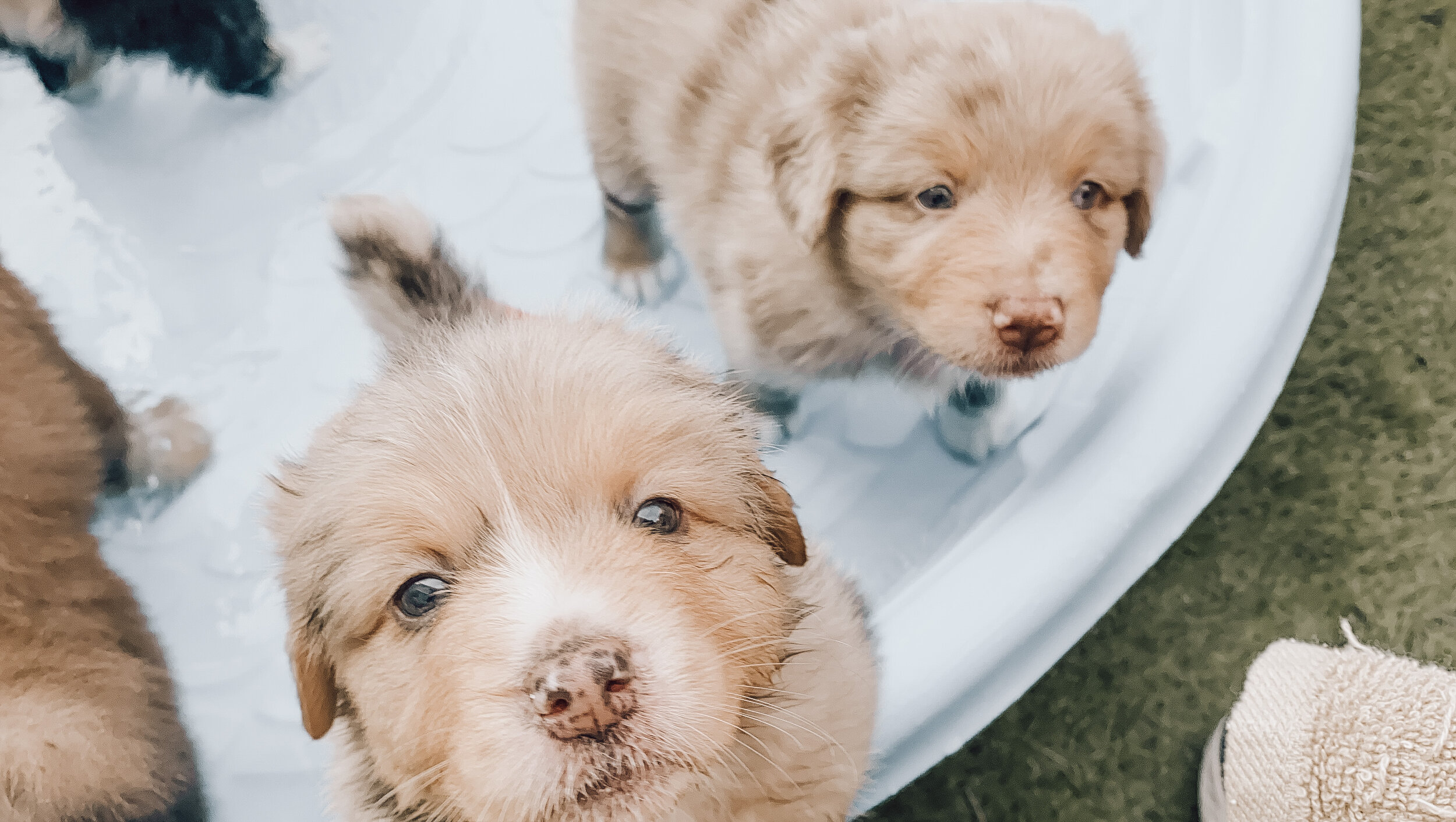 Preparing For Your New Puppy (with Checklist)