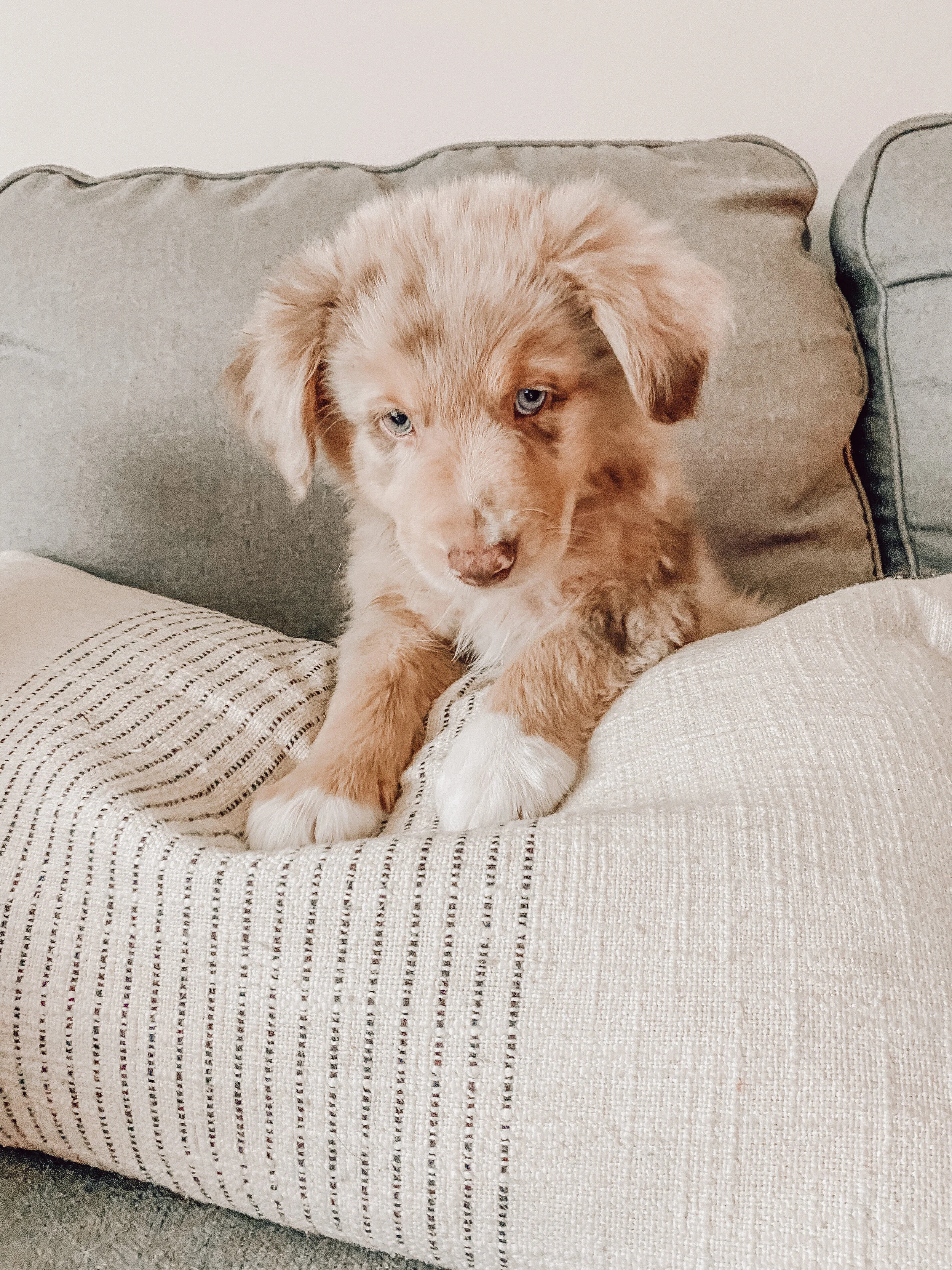 Should I Spay/Neuter My Puppy?