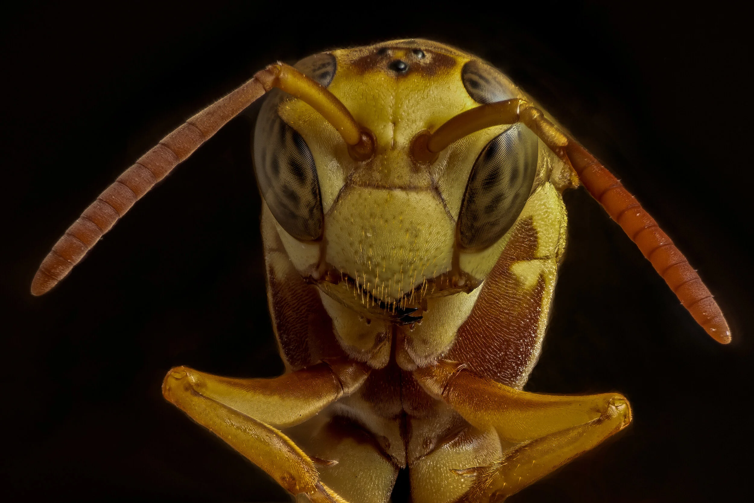 12x18 wasp 4.4 mb.jpg