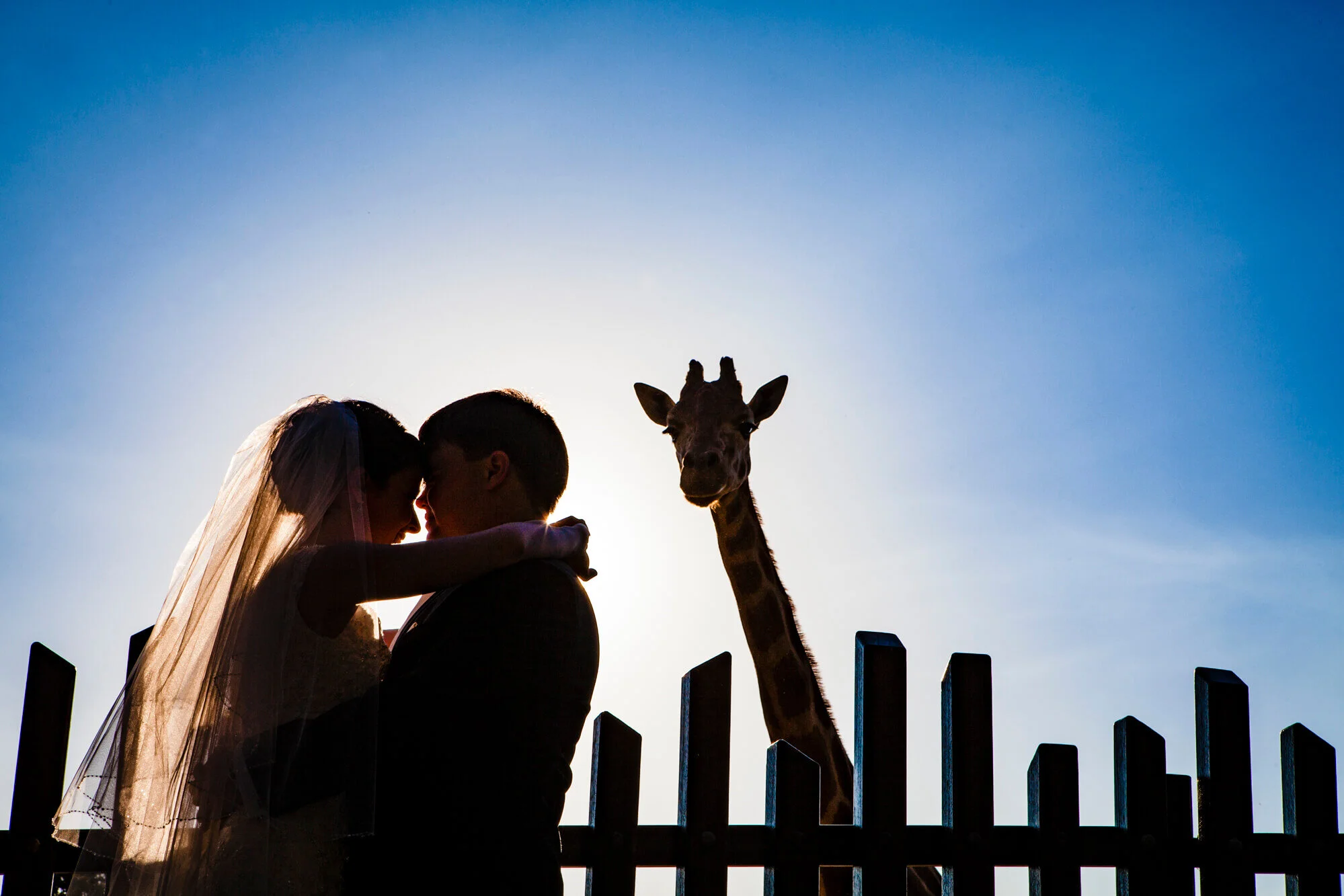 Taronga Zoo Wedding