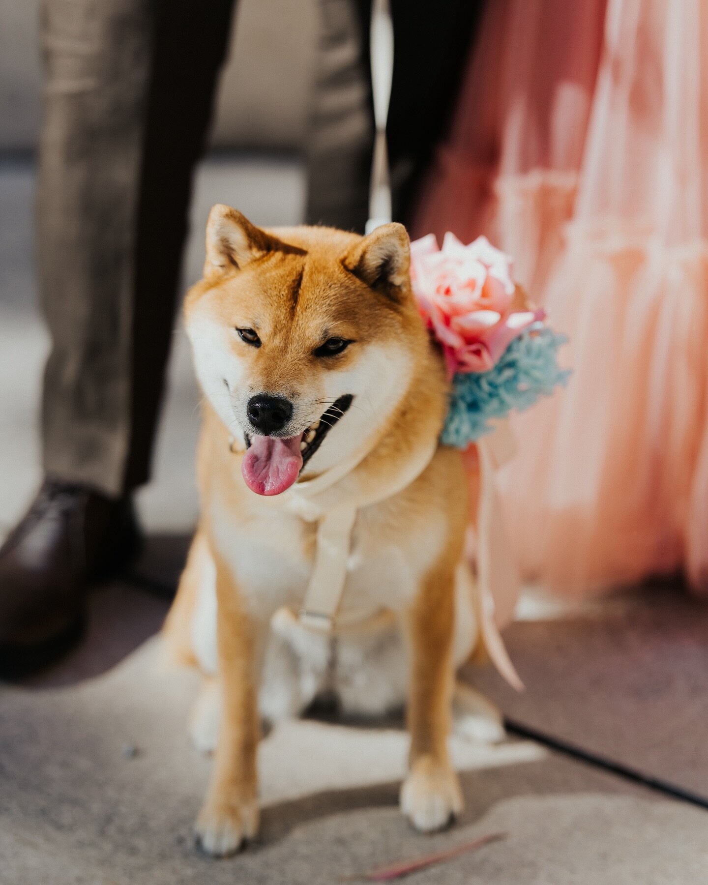 Meet Gyoza: Shiba Inu, ring bearer and scene stealer 🐶

#shibainu #shibalovers #shibasofinstagram #ringbearerdog #canberrawedding #canberraweddingphotographer