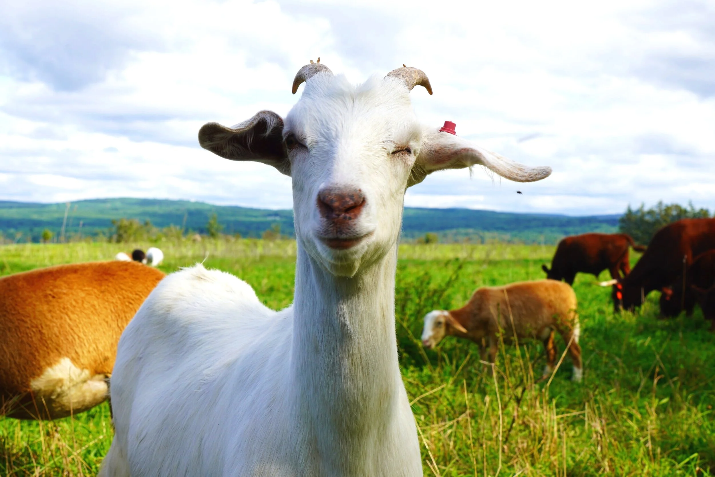 goatphotos.jpeg