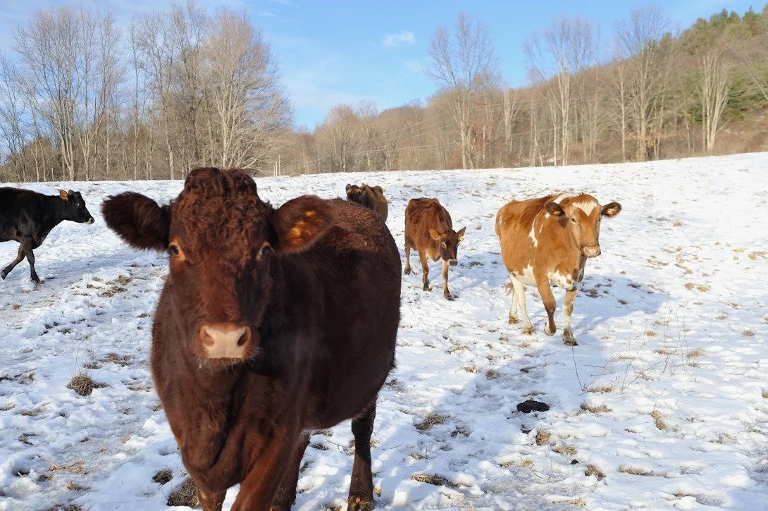🐂🐂Attention, MA &amp; CT farmers (as well as those further afield in VT and NH)!! 

☀️The Brighter Future Fund is accepting applications for the New England Regenerative Livestock Farming Grants now through October 24. These funds are available to 