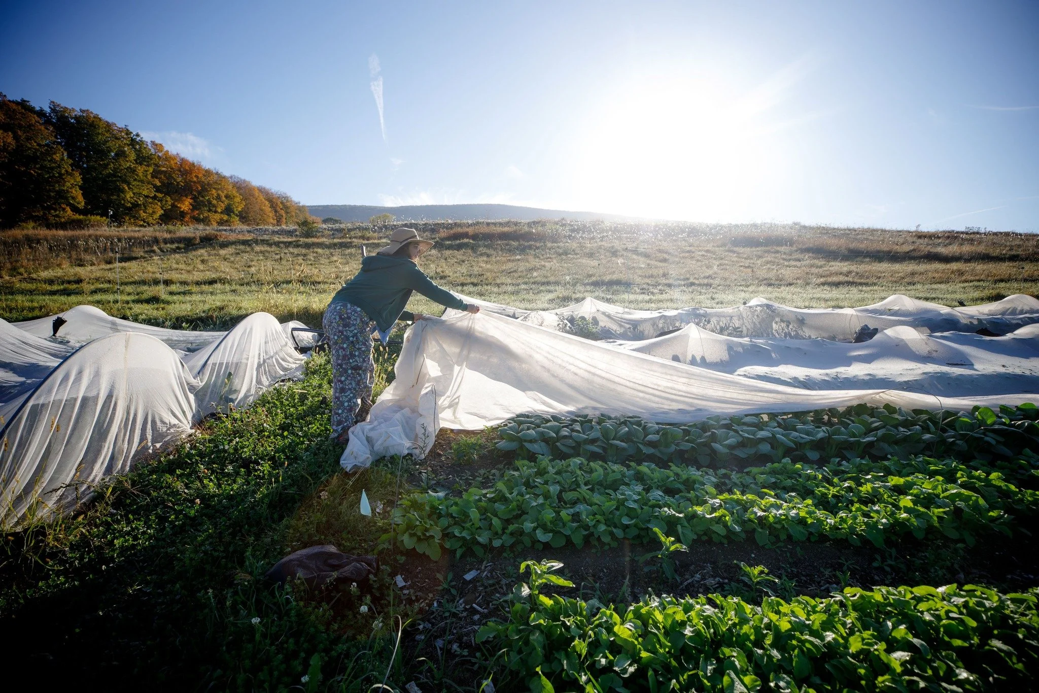 A quiet moment during the bustle of the Thanksgiving holiday...

💚Feeling grateful for Talia Lissauer's reporting in the @berkshireeagle about local hunger, food insecurity, and the SNAP benefit lapse. Her latest article is here: 
berkshireeagle.com