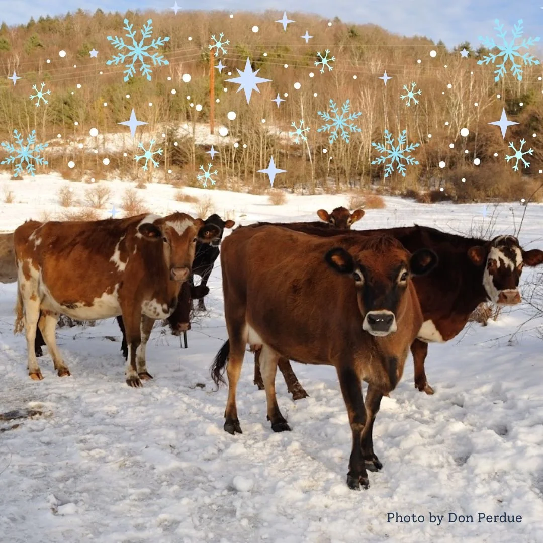 ❄️❄️Brrrrr...!! How do the cows do it? 🐂🐄

Interesting column from Sarah Gardner in the @berkshireeagle about how farm animals keep warm in winter - and why a blanket of snow sets up good growing conditions in the spring.

"The good news about