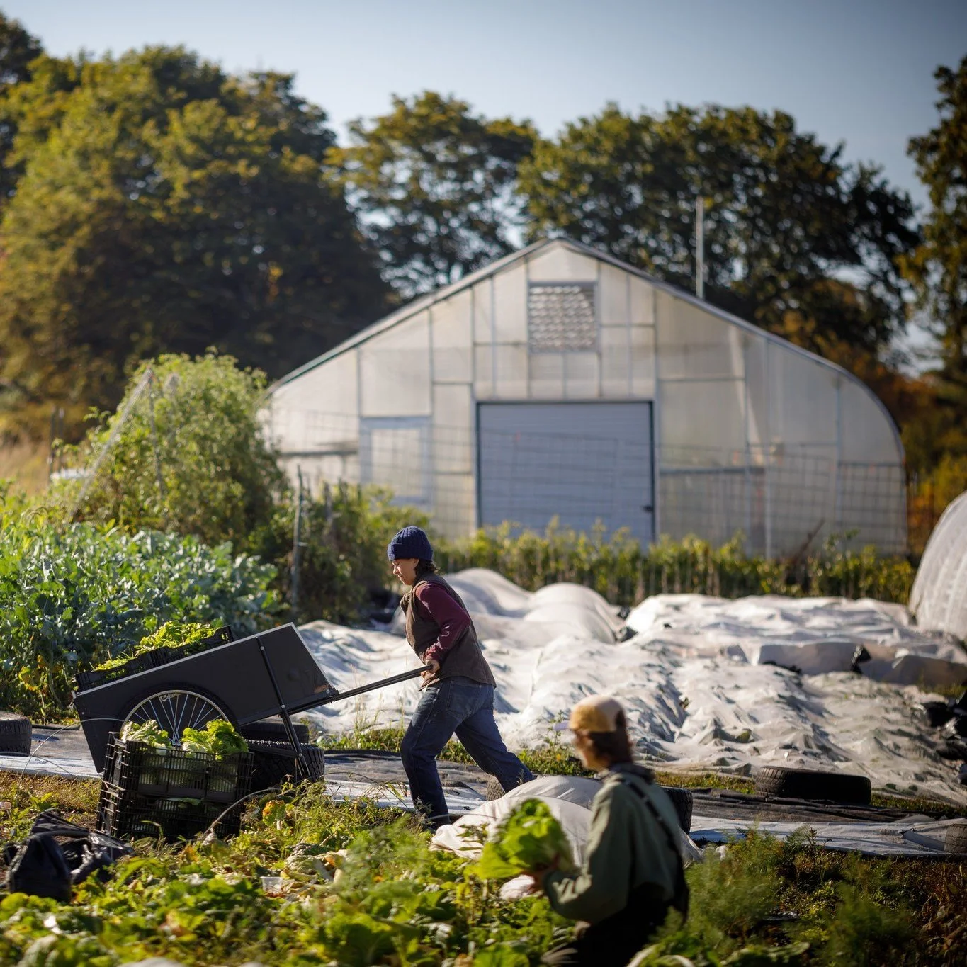 📣📣Attention, MA farmers!! ~ Apply for MDAR's Farm Readiness Grant Program ~ Deadline March 17, 2026!

🤝Need grant-writing and/or lending support? Reach out to BAV at info@berkshireagventures.org.

➡️GRANT OVERVIEW
The Farm Readiness Grant Program 