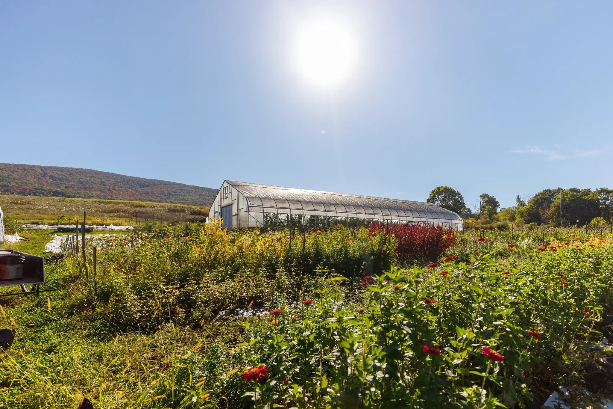 📣📣Attention, Berkshire County Farmers!! MA Department of Agricultural Resources has announced this year's FSIG and CSAP grants - DETAILS BELOW. Deadlines for both programs are in early May.

👩&zwj;🌾If you are a Berkshire County farmer seeking gra