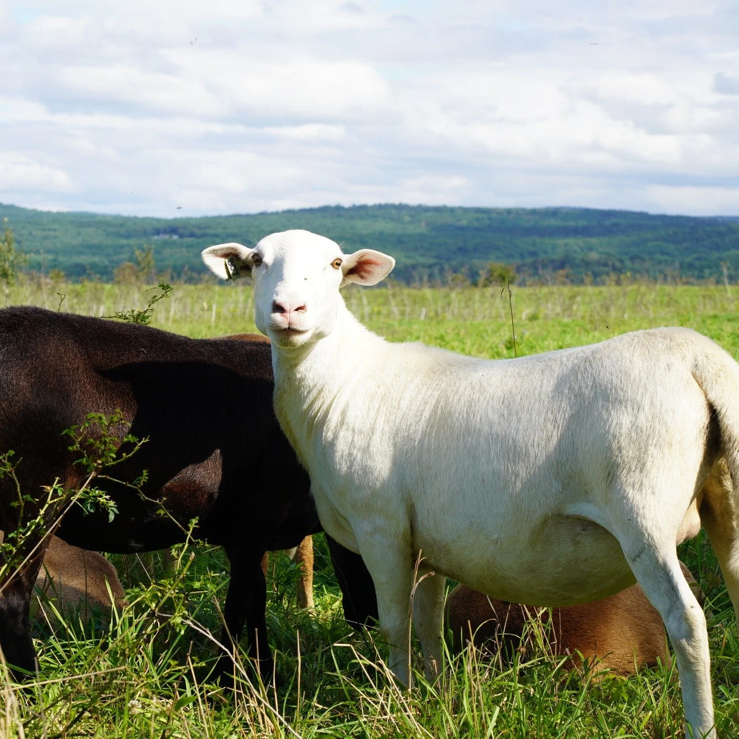 🐖🐂🐔We are getting excited for the Diversified Livestock Conference - coming up Thursday, May 21!!! BAV is co-hosting with @uconnextension, and Program Manager and local meat champion Jake Levin will be speaking.

Registration is open - secure your