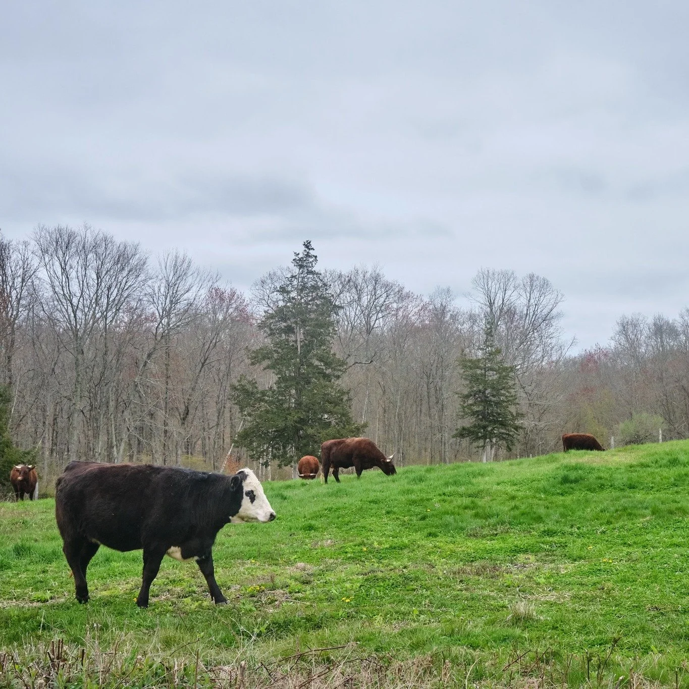 🐂🐖Coming up THIS Thursday - Diversified Livestock Conference in Tolland, CT!! Co-presented by BAV and @uconnextension. Spots still available - register today!!

➡️https://livestock.extension.uconn.edu/uconn-extension-diversified-livestock-conferenc