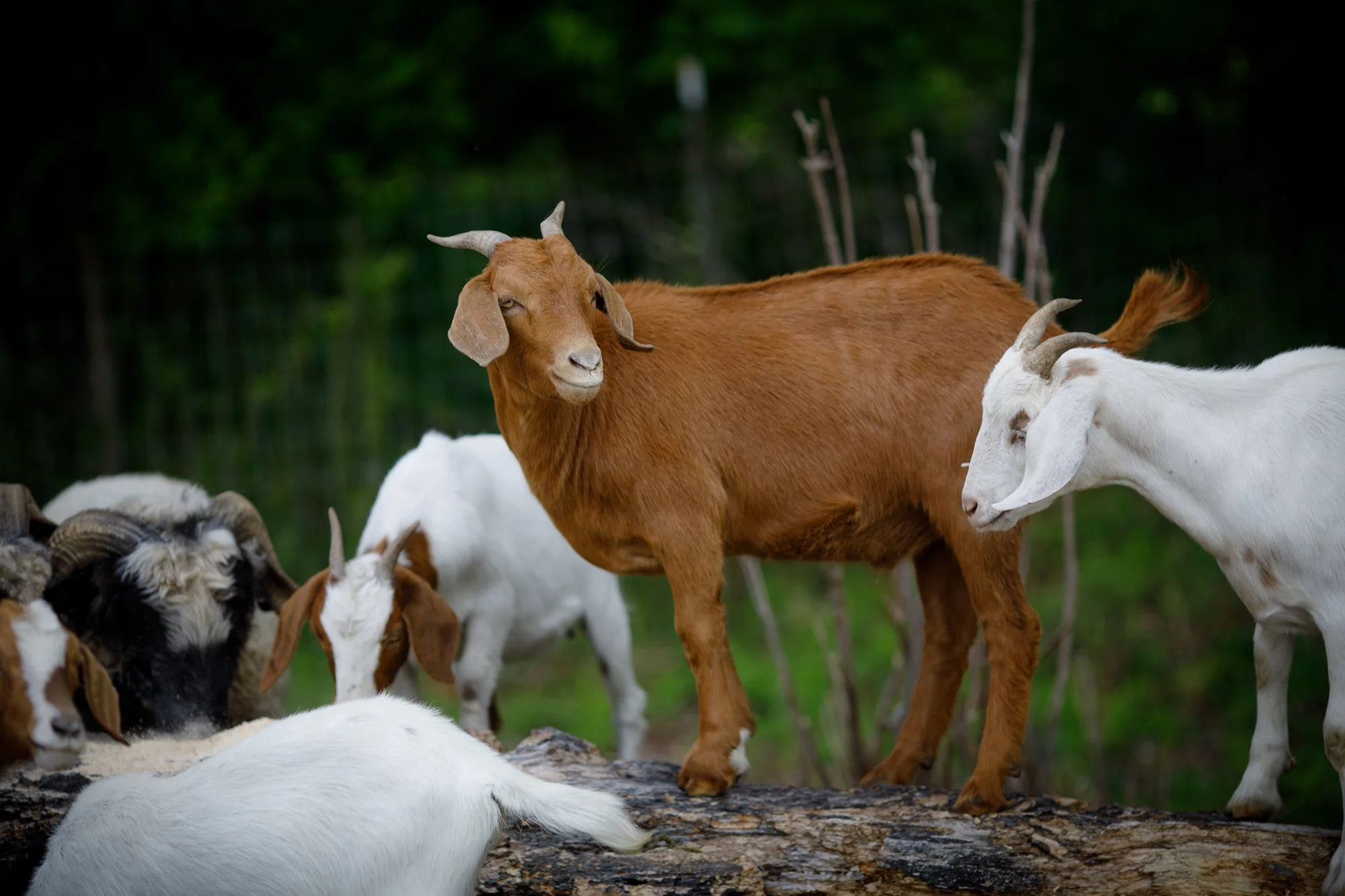 ☀️🎉Happy Summer!! To celebrate the season, we are excited to share a few beautiful photos from our recent farm photography session at @howlingflatsfarm in Canaan, CT. Our thanks to Farmer Kelley and incredible photographer Stephanie Zollshan for the